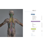 Анатомія для художників: Наочний посібник із зображення людського тіла. Джахірул Амін